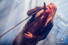 bra_012_7484.jpg bra_012_7484.jpg